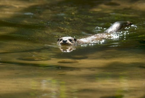 otter-schoon-water