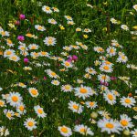 flowers-4265766_1280